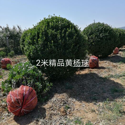 洛阳 黄杨球