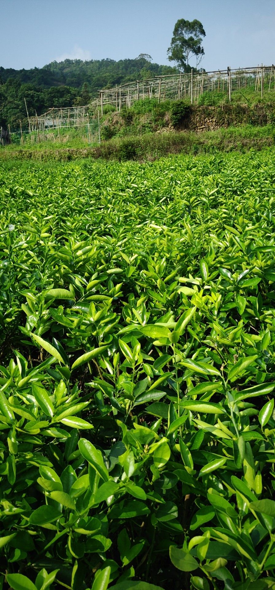 紫果苗 全国各地果苗批发