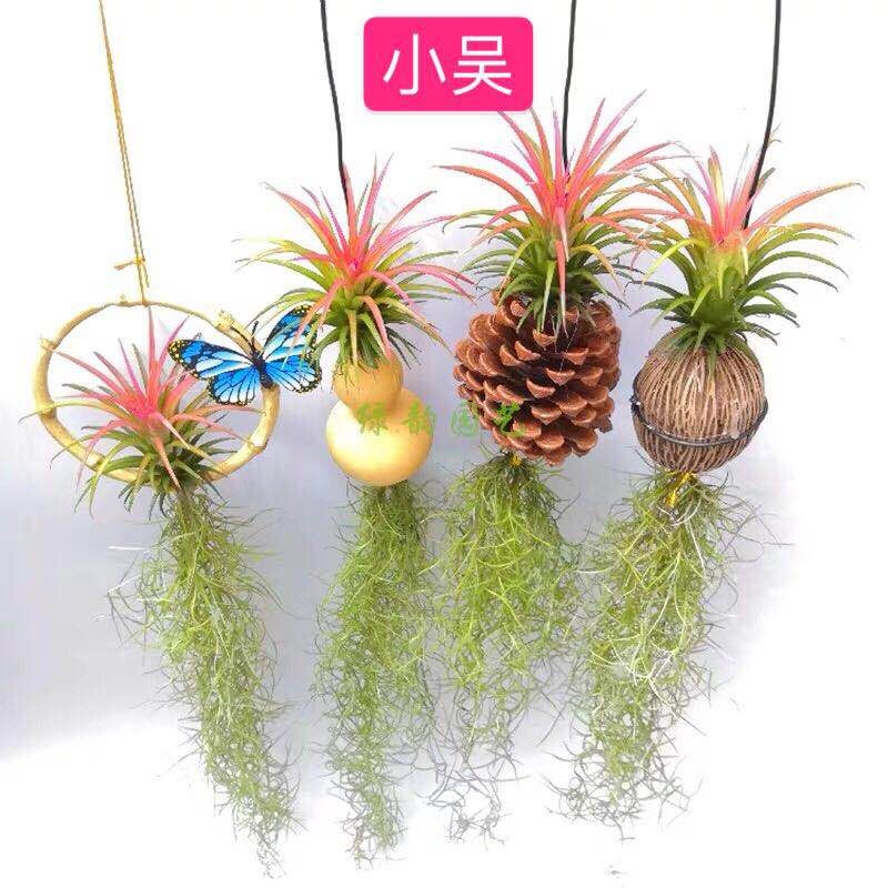 凤梨花 空气凤梨无土植物花卉老人须小精灵办公室内客厅挂吊绿植净化空气