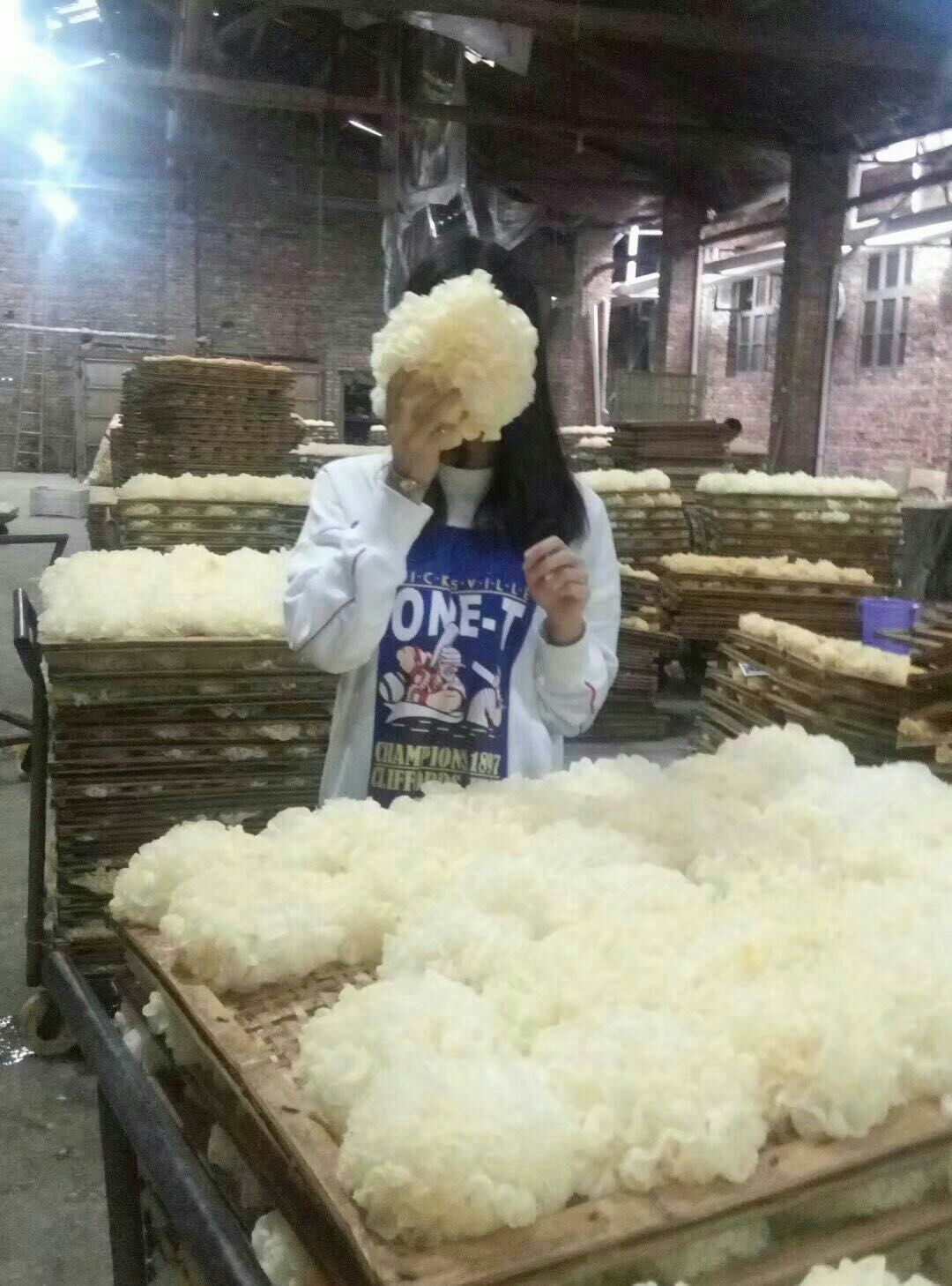  古田新鲜银耳5朵盒装，买一份送1朵，共6朵江浙沪顺丰包邮