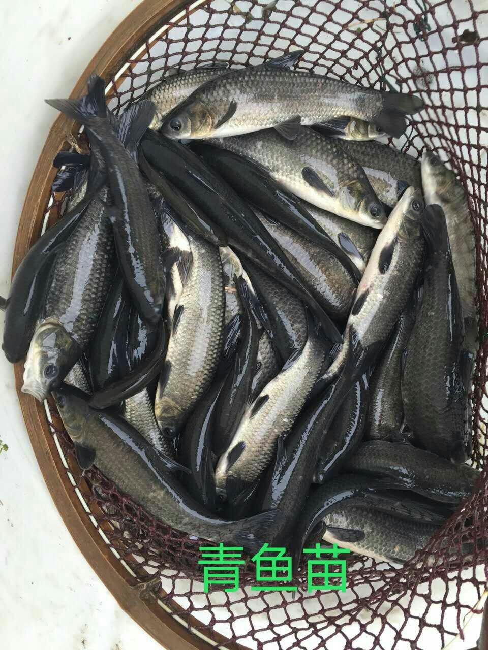 [淡水青鱼批发]淡水青鱼 0.05公斤 人工养殖价格
