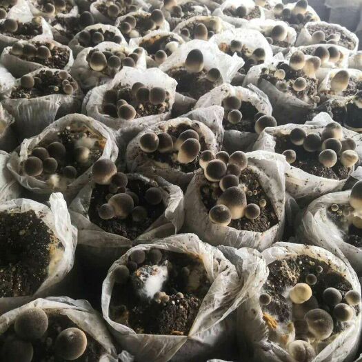 武汉草菇菌种  草菇试管菌种，一级种，用于扩大原种，一支试管菌种