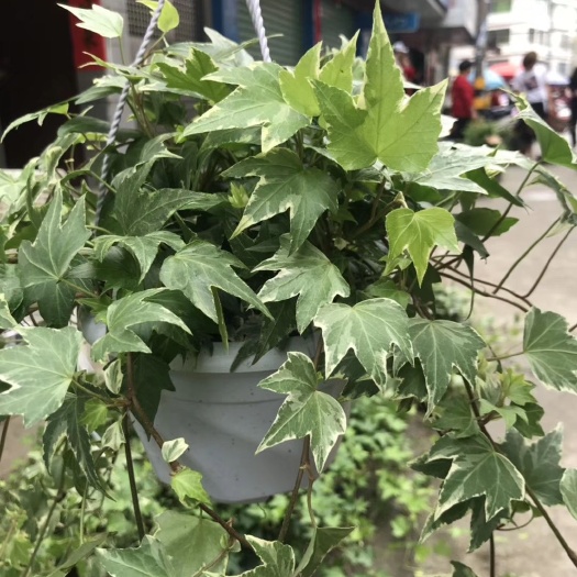 漳平市金边常青藤 常春藤盆栽