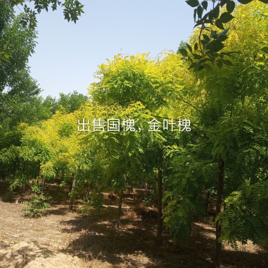  国槐基地，