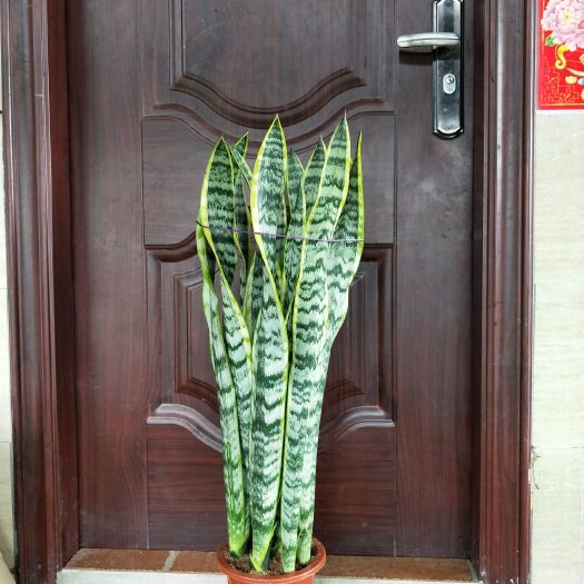 漳州虎皮兰  长金边虎 皮兰