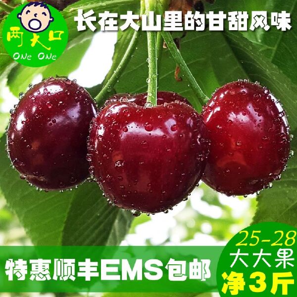  海阳山中涧大樱桃烟台红灯大果新鲜水果净3斤EMS包邮