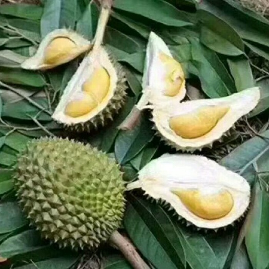 灵山县金枕榴莲苗 金枕头榴莲蜜嫁接苗