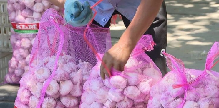 邳州市 邳州大蒜代收，诚信经营，期待与您的合作，！