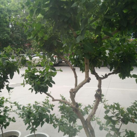 卢氏县豫花一号金银花苗 地地道道农民，种植地地道道中药材。