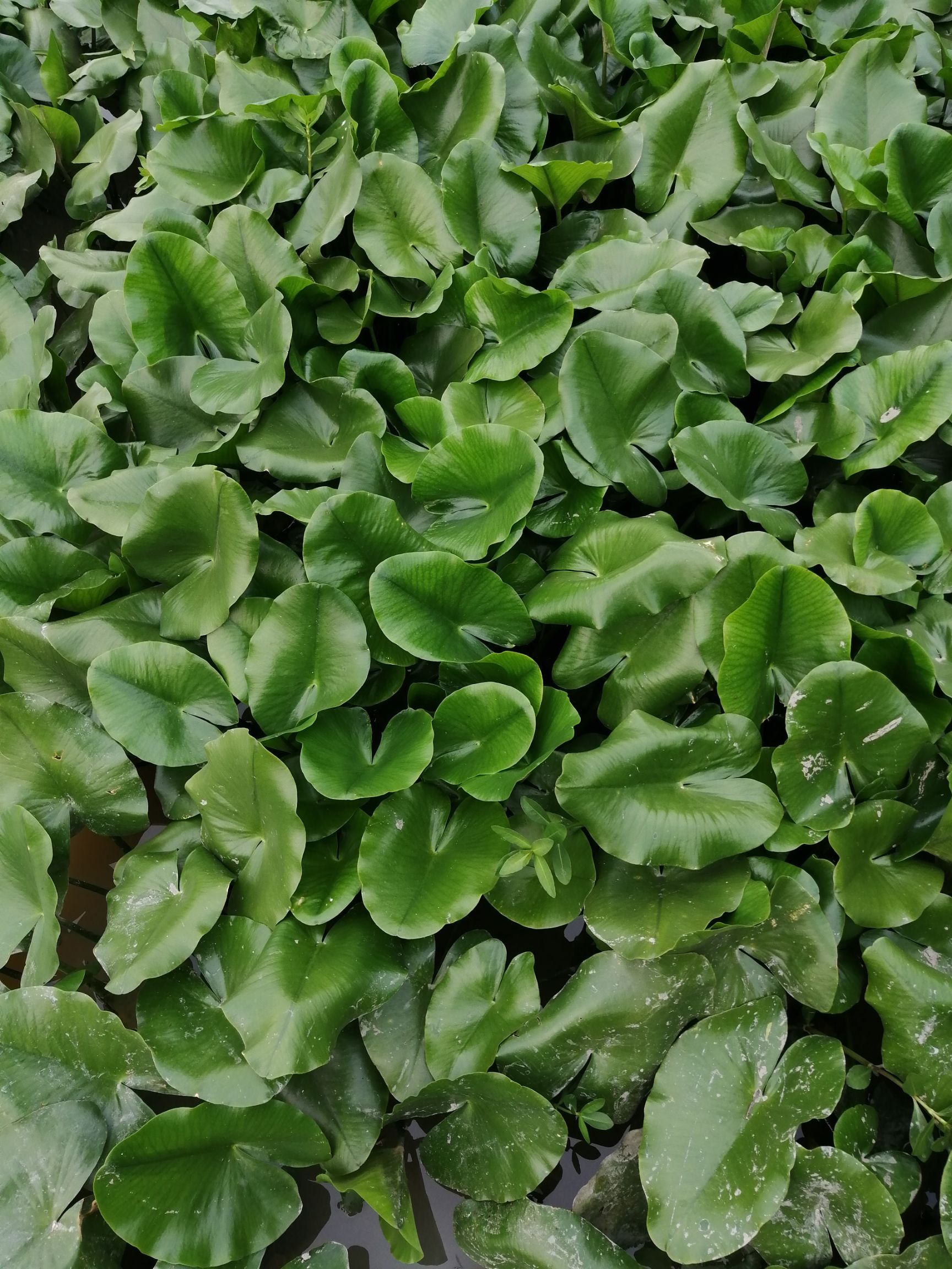 萍蓬草 湿地河道绿化工程专用 虾塘蟹塘净化水质