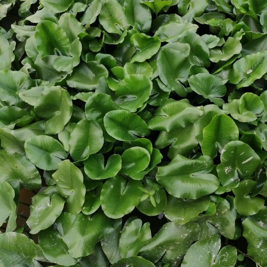 杭州萍蓬草 湿地河道绿化工程专用 虾塘蟹塘净化水质