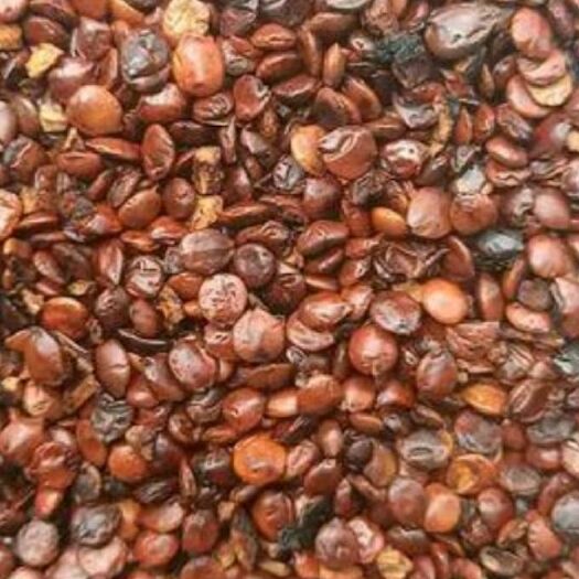 包头酸枣仁 枣仁