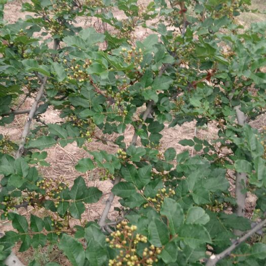 天水大红花椒 一级 干花椒 大红花椒 一级 干花椒