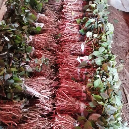 抚顺县济薯26号红薯苗 十余个品种的地瓜苗