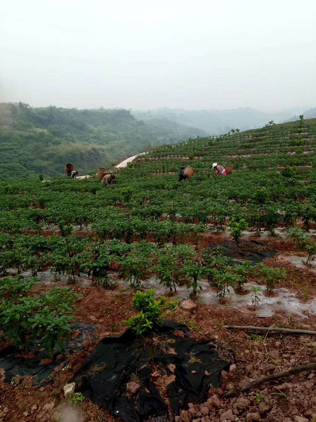 二荆条辣椒种植技术图片