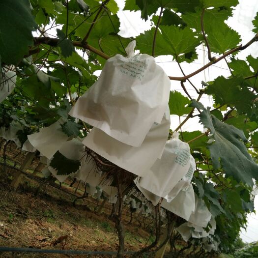 柳州 夏黑葡萄即将成熟