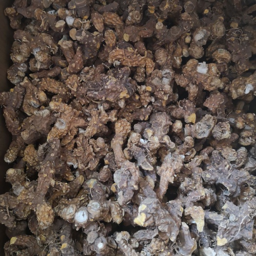 邯郸射干 优质中药材