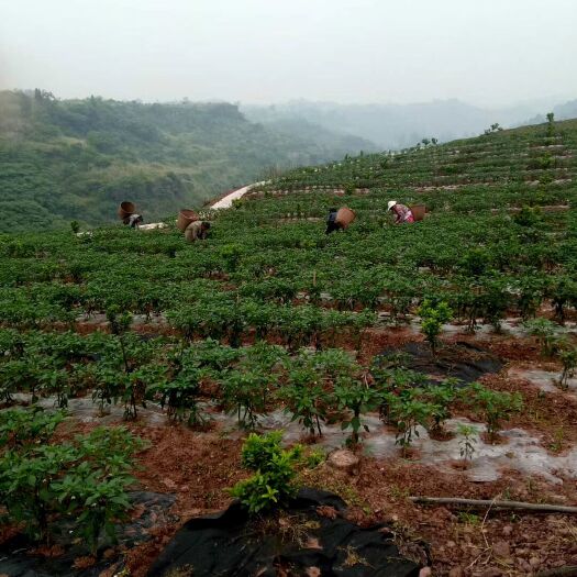 资中县二荆条辣椒 皮薄果大条直