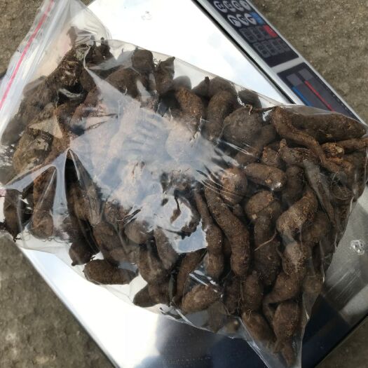 杭州 三叶青块茎鲜果