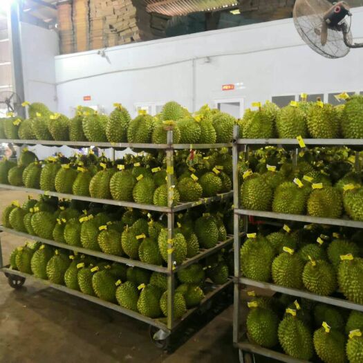 凭祥市金枕头榴莲 大量现货金枕干尧 质量有保障 价格美丽