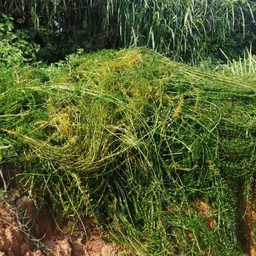 桂林伊乐藻  满一千斤送一百斤龙虾吃食。