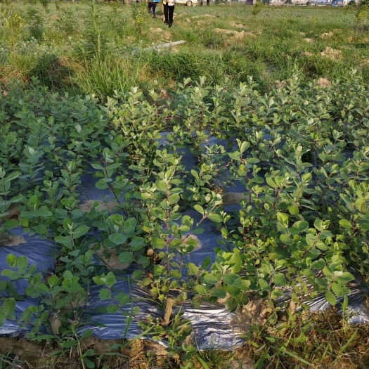 樟树市 蔓荆子苗基地除草