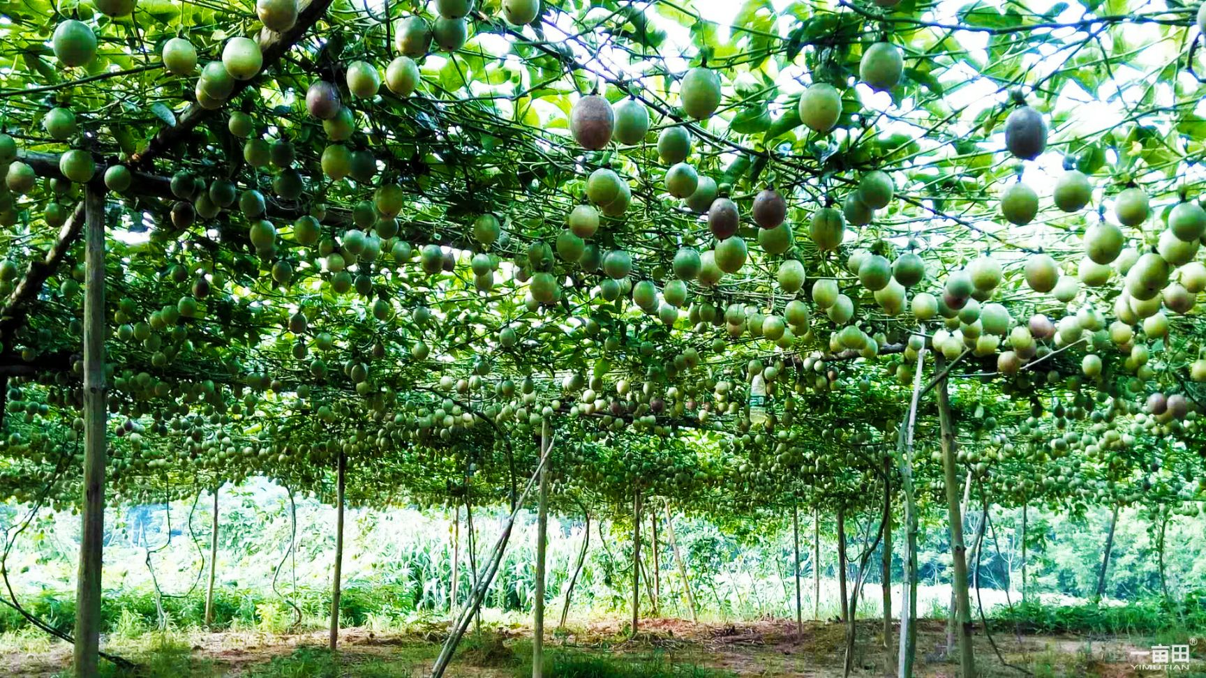 广西百香果 新果上市大量批发,百亩果园直供 欢迎视察!