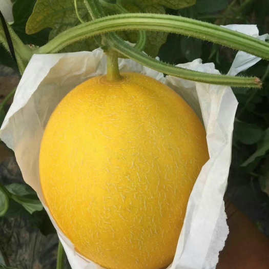 饶阳县 饶阳九红瑞甜瓜大量上市