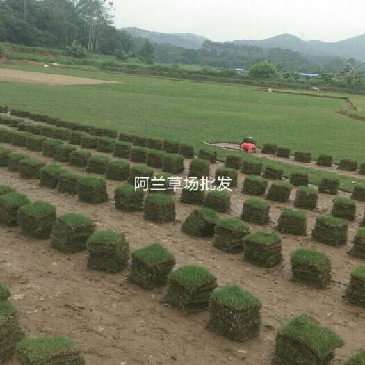 清远广州绿化草皮批发，大叶油草，草