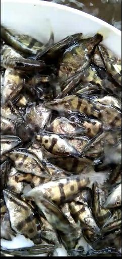 广州 桂花鱼苗 桂鱼苗