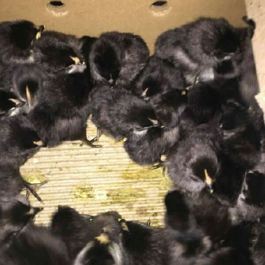 衡阳县肉鸡苗  黑羽高产绿壳蛋鸡苗黑羽红冠高产青壳蛋鸡苗放养蛋鸡苗疫苗到位