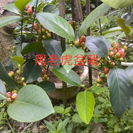 灵山县 长期供应黑老虎苗，苗场直供，自育自售，价格合理，质量保证