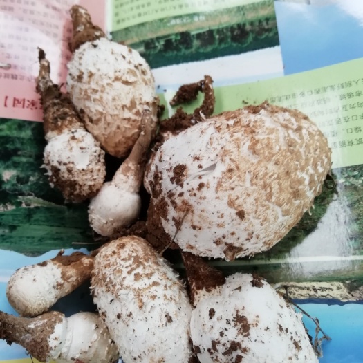 左云县 不知名的蘑菇