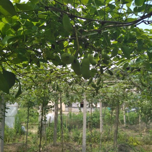 宁国市 八月瓜安徽宣城产地直销