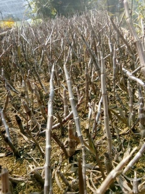 龙陵县紫皮石斛