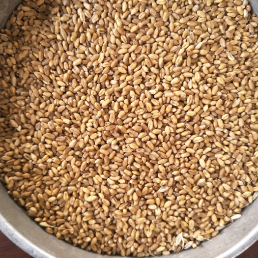 定远县 白麦红麦混合    籽粒饱满  780容重以上。