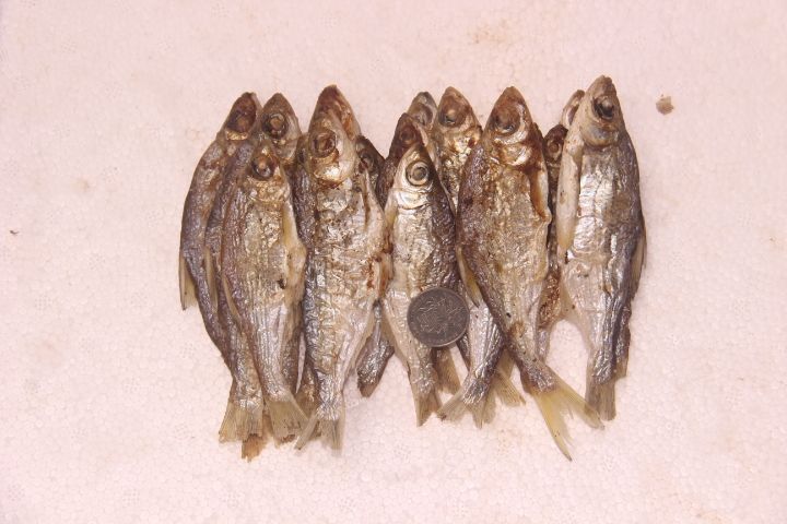 上犹县小鱼干溪水鱼上犹阳明湖真正淡水江西大眼鱼鱼干批发