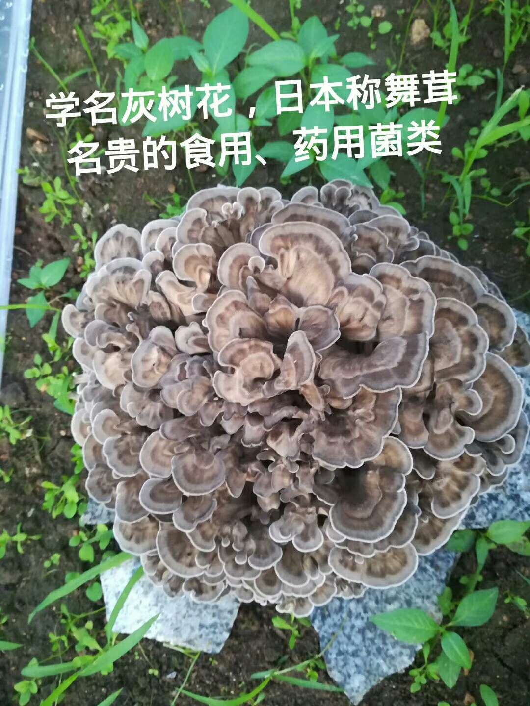 东港市 宏天舞茸种植基地直供栗蘑