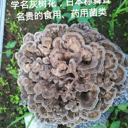 东港市 宏天舞茸种植基地直供栗蘑