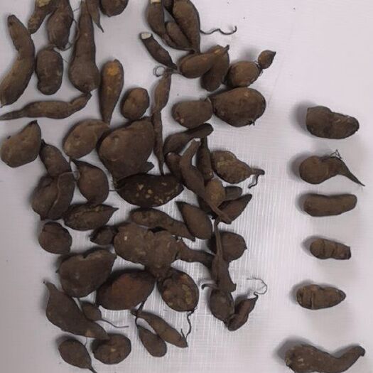 杭州 三叶青块茎干货