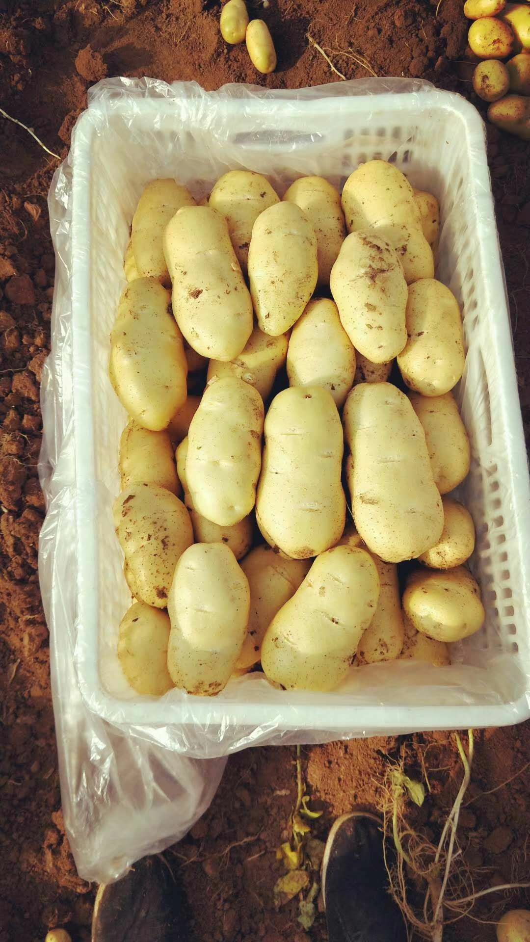 山东陆地土豆大量上市