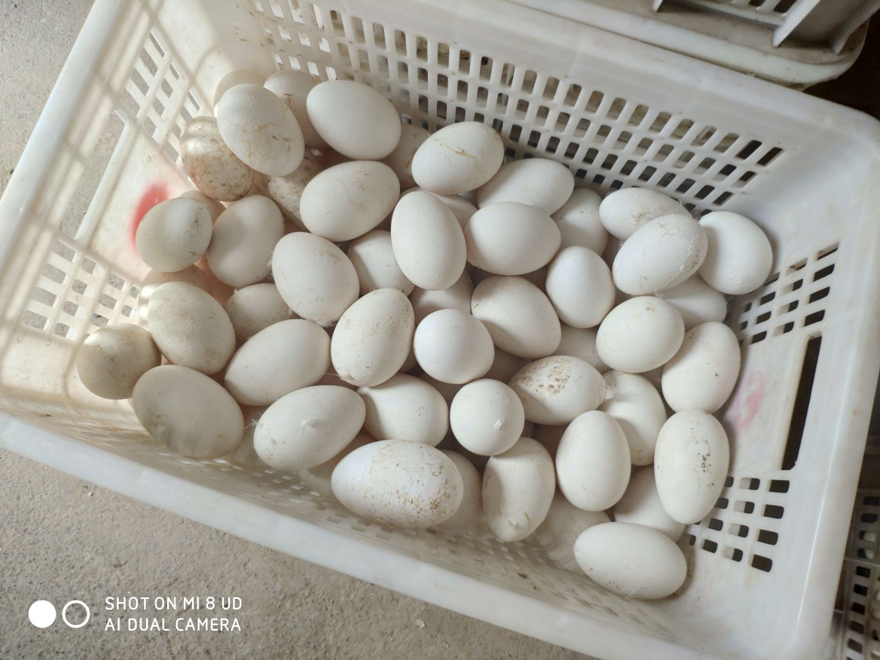  黄河滩农家散养新鲜鹅蛋宝宝辅助营养品