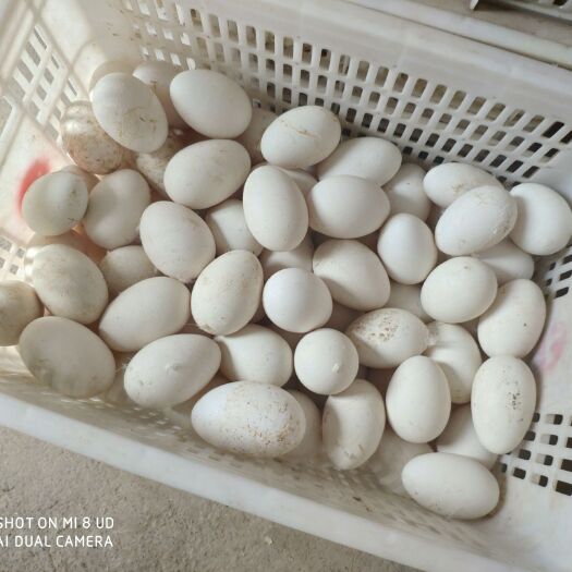  黄河滩农家散养新鲜鹅蛋宝宝辅助营养品