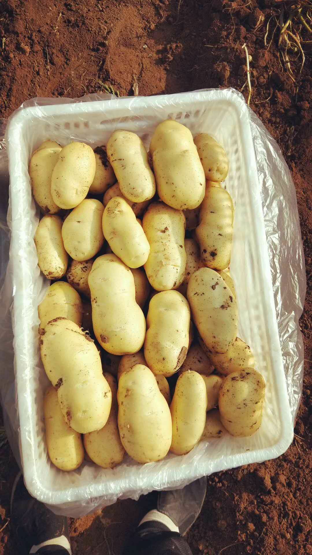 山东陆地土豆大量上市
