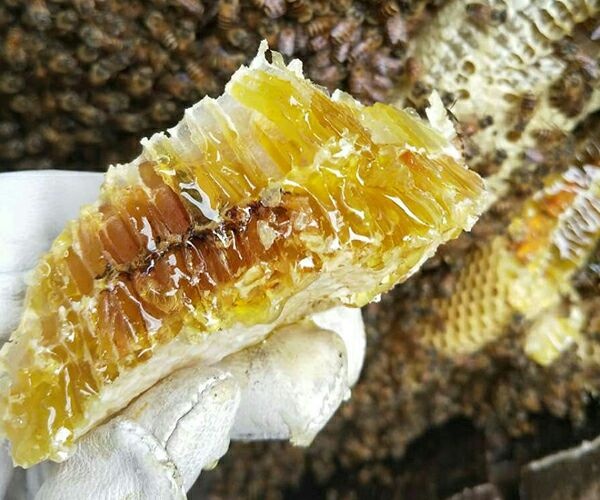 赫章县 野生中蜂蜜 纯度 2年 