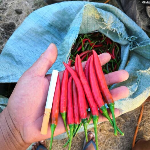 芒市小米辣（朝天椒）上市！比烟长，比花红…