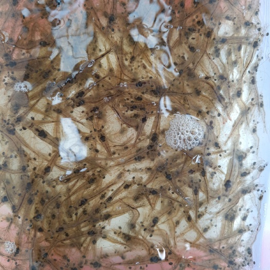 钦州对虾苗，淡化对虾苗，淡化教学，接淡化虾苗单，