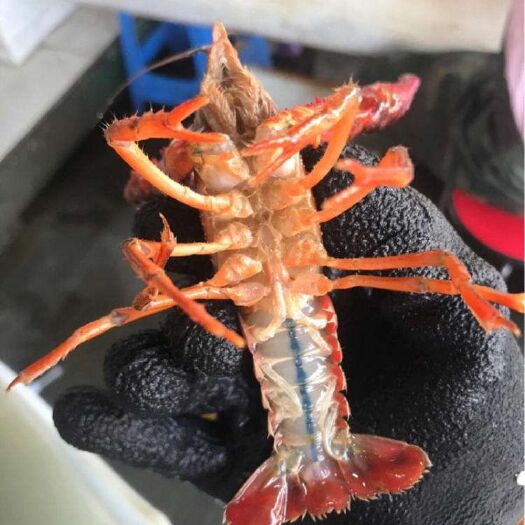 洪湖市清水小龙虾 洪湖清水虾特青7钱以上不封顶规格17小青11元