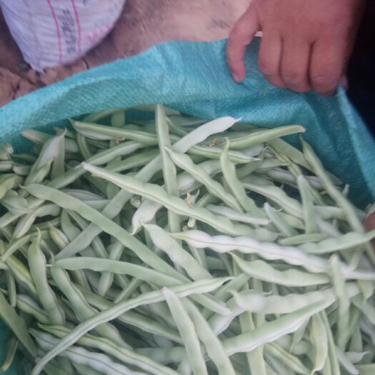 洪洞县王中王豆角