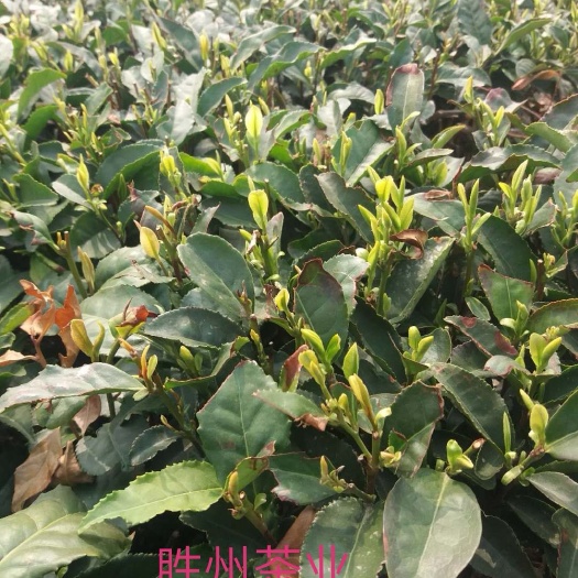 日照 2019年新茶春茶日照绿茶批发产地